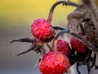 Schrumpelige Hagebutten